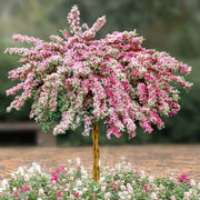 Pink Weigela Tree