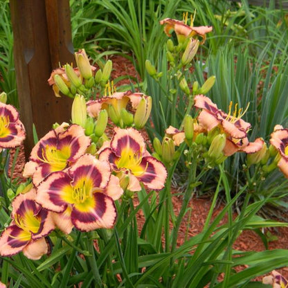 Hemerocallis Rainbow Rhythm &