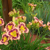 Hemerocallis Rainbow Rhythm 'Lake of Fire' - [EG]