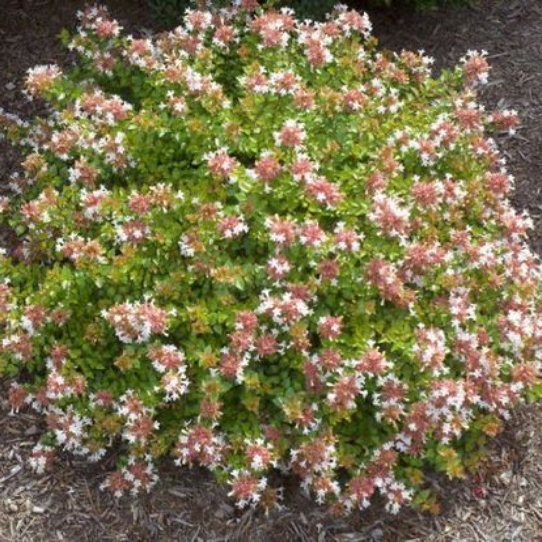 Abelia &