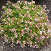 Abelia 'Canyon Creek'