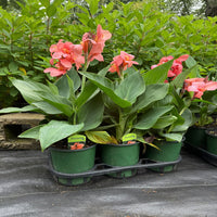 Canna Cannova Mango Lily - [EG]