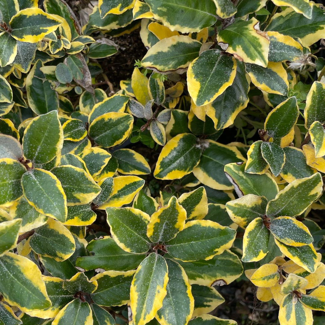 Variegated Silverberry