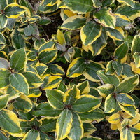 Variegated Silverberry