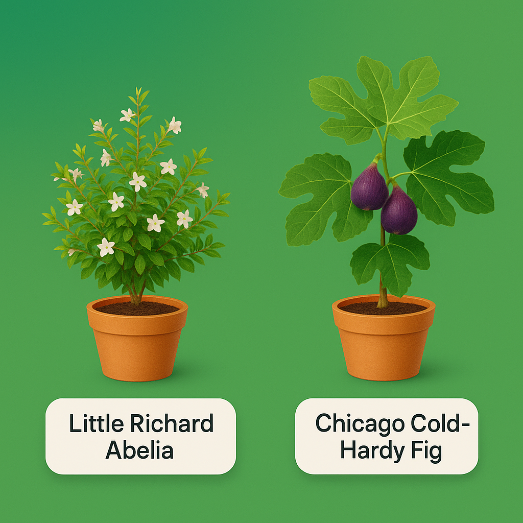 Black Friday 2 Plant Combo - Little Richard Abelia &amp; Chicago cold-hardy fig