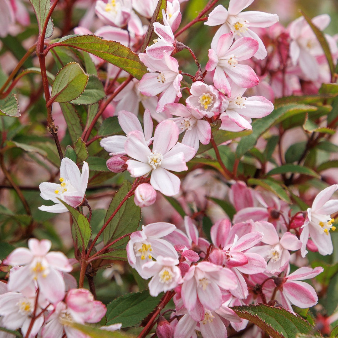 Peach Perfection Abelia