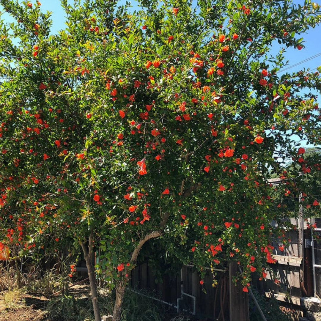 Red ripe pomegranates on branches of Wonderful Pomegranate Tree