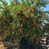 Red ripe pomegranates on branches of Wonderful Pomegranate Tree