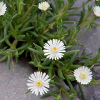 Delosperma Jewel of Desert 'Moonstone' Iceplant 10 count flat of 4.5" pots