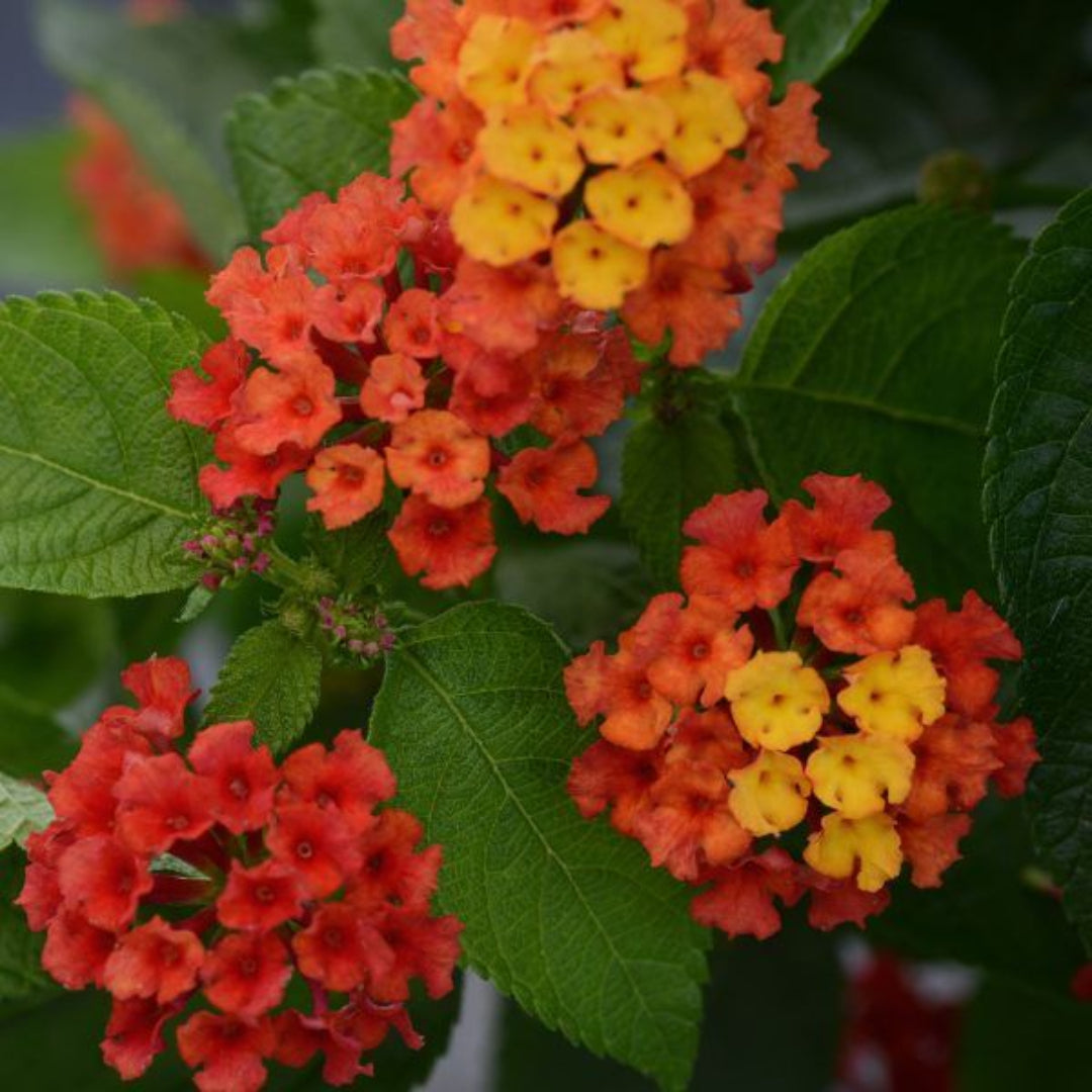 Lantana camara &
