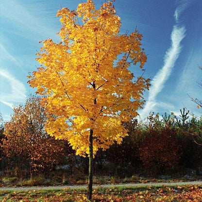 Tulip Poplar Tree