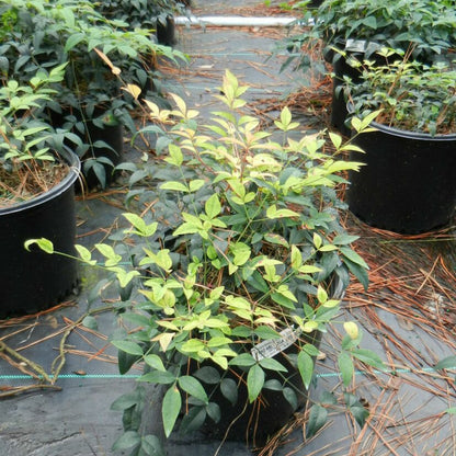 Nandina Harbor Belle