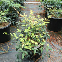Nandina Harbor Belle