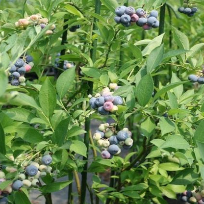 Krewer Blueberry Bush
