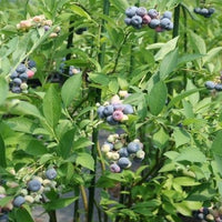 Young blueberry plant with emerging berries and green foliage