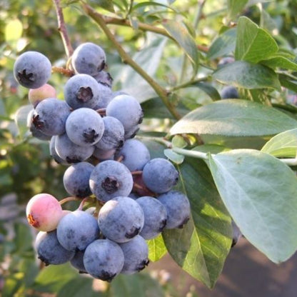 Bonita Blueberry Bush