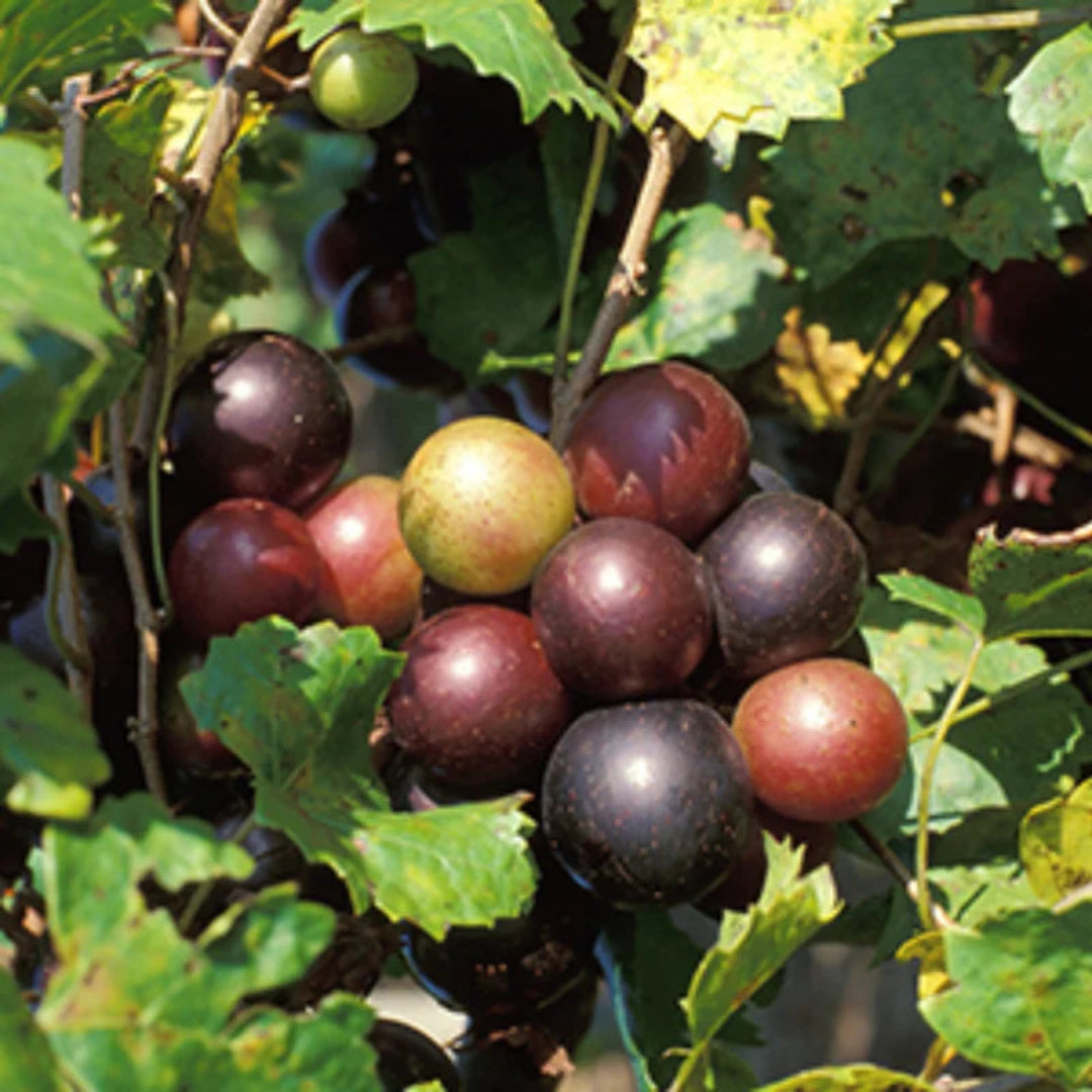 Scarlett Muscadine Grape Vine Shrub
