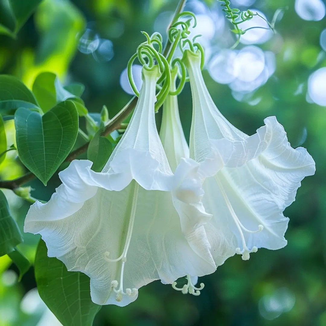 White Angels Trumpet Plant Fragrant Brugmansia for Home Gardens