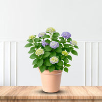 Bloomstruck Endless Summer Hydrangea with Purple and Blue Flowers