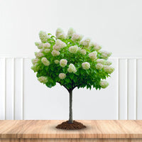 Grandiflora PG Hydrangea Bush with Tall White Panicle Flowers