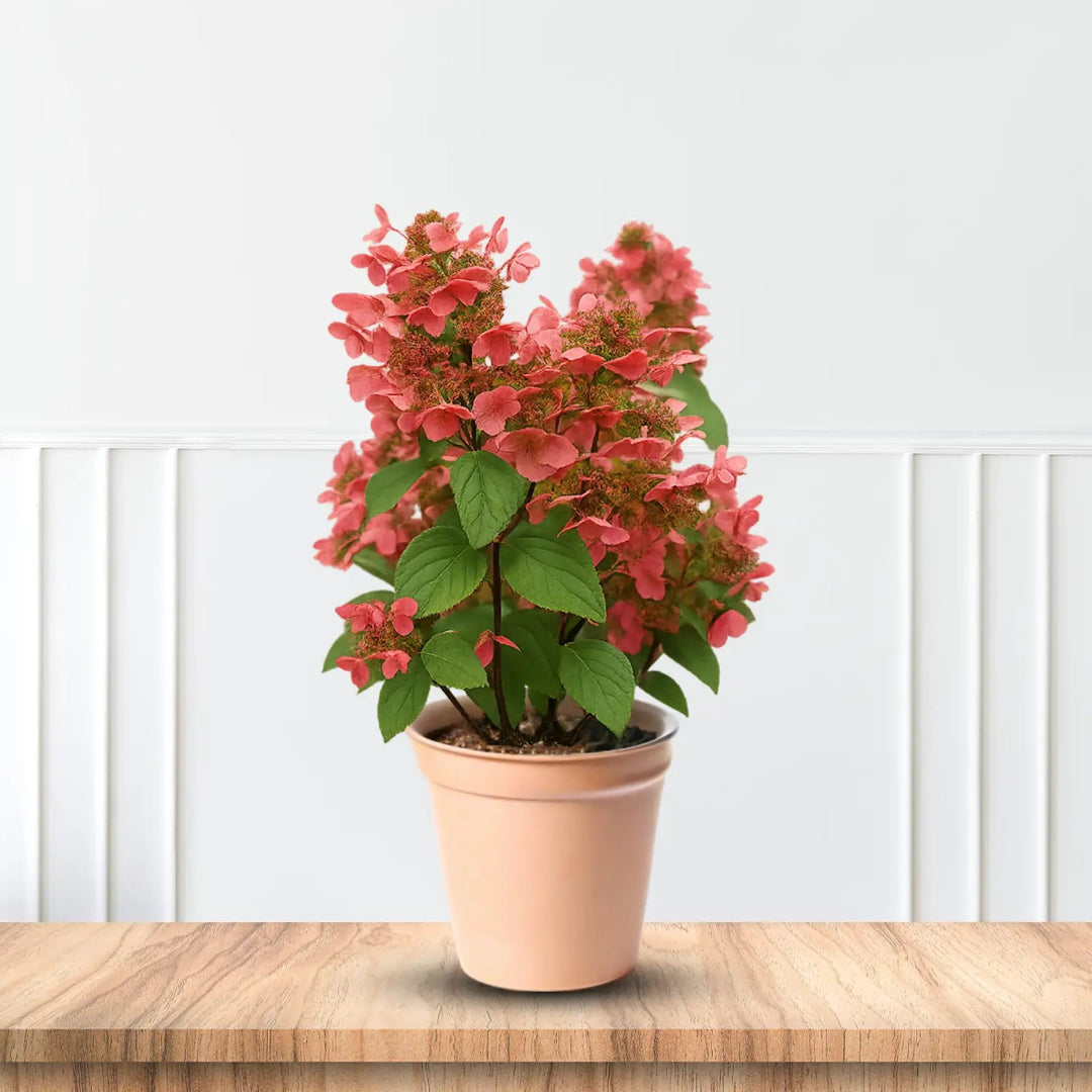 Hydrangea paniculata &