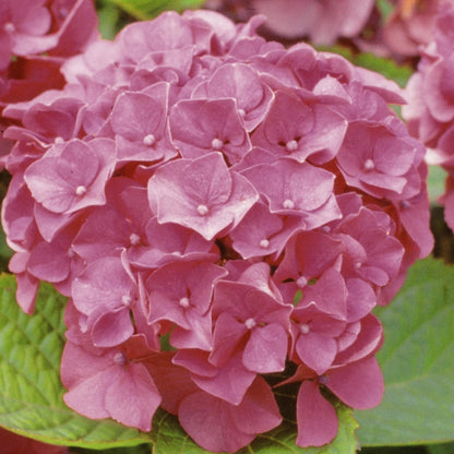 Masja Hydrangea