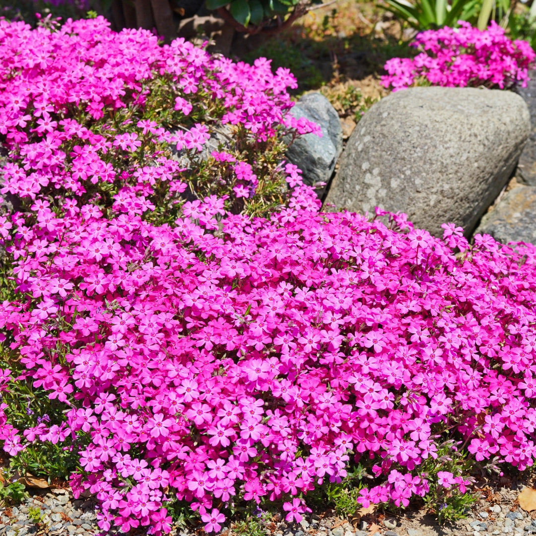 Phlox Subulata Drummond&