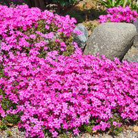 Phlox Subulata Drummond's Pink close up
