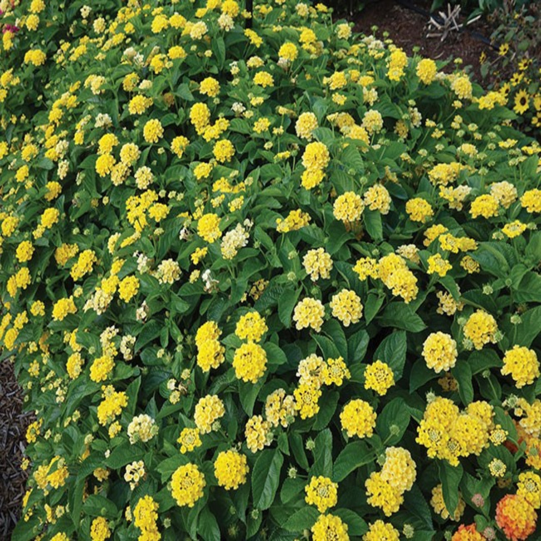 Lantana &