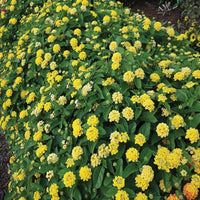 Lantana 'Luscious Royale Lemon Tart' - [EG]