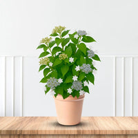 Hydrangea Hanabi plant with cascading white blooms perfect for garden landscapes