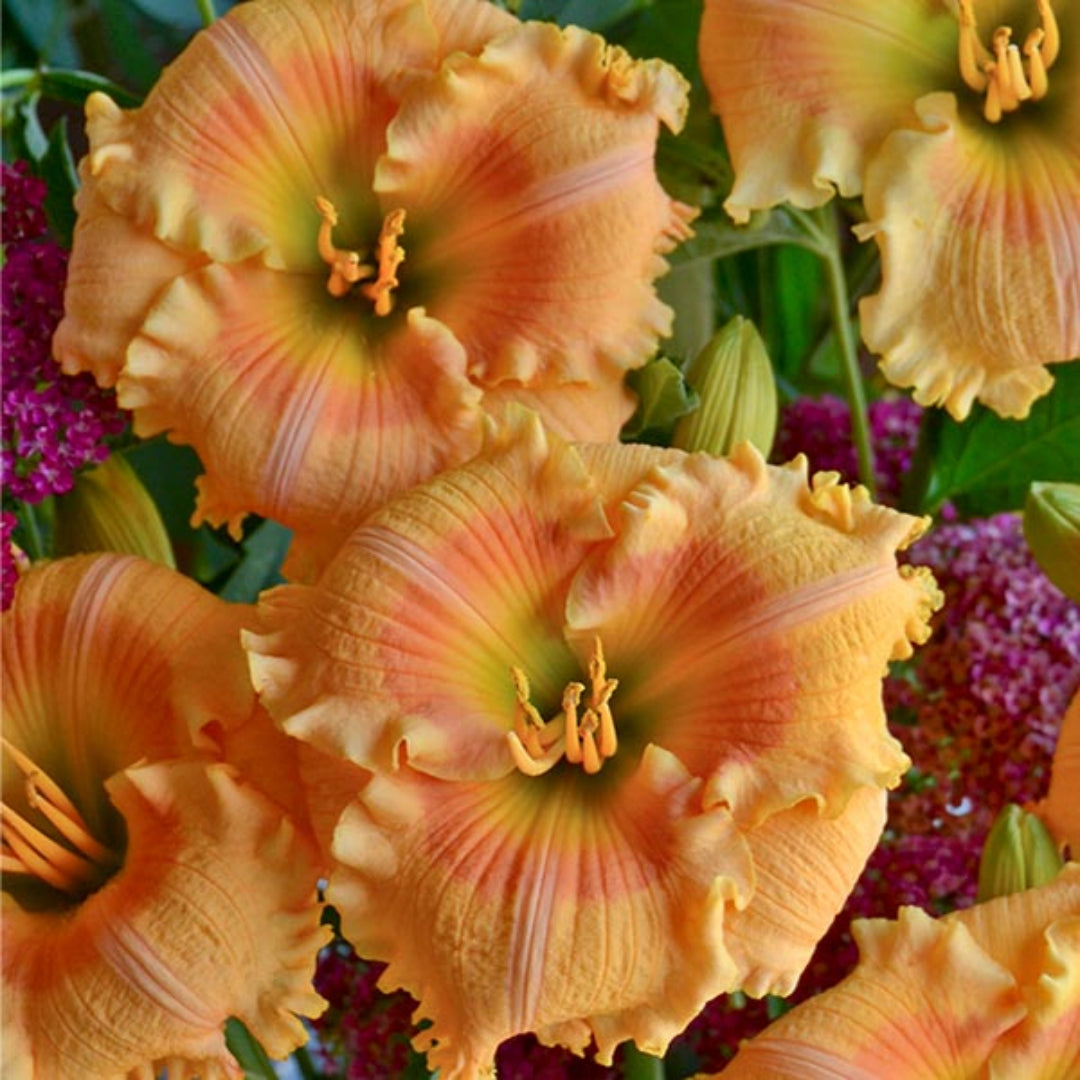Hemerocallis Rainbow Rhythm &