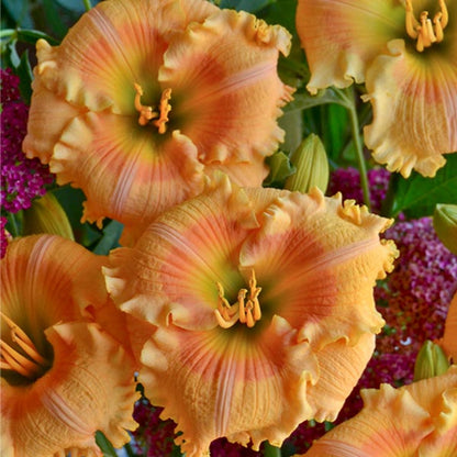 Hemerocallis Rainbow Rhythm &