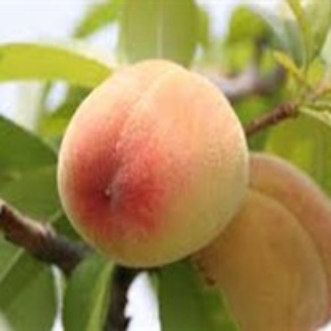 Florida King Peach Tree