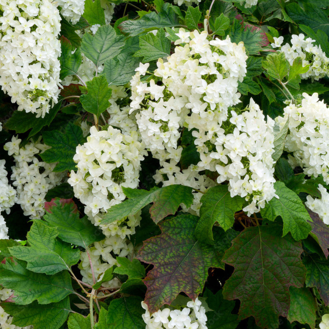 Harmony Oakleaf Hydrangea