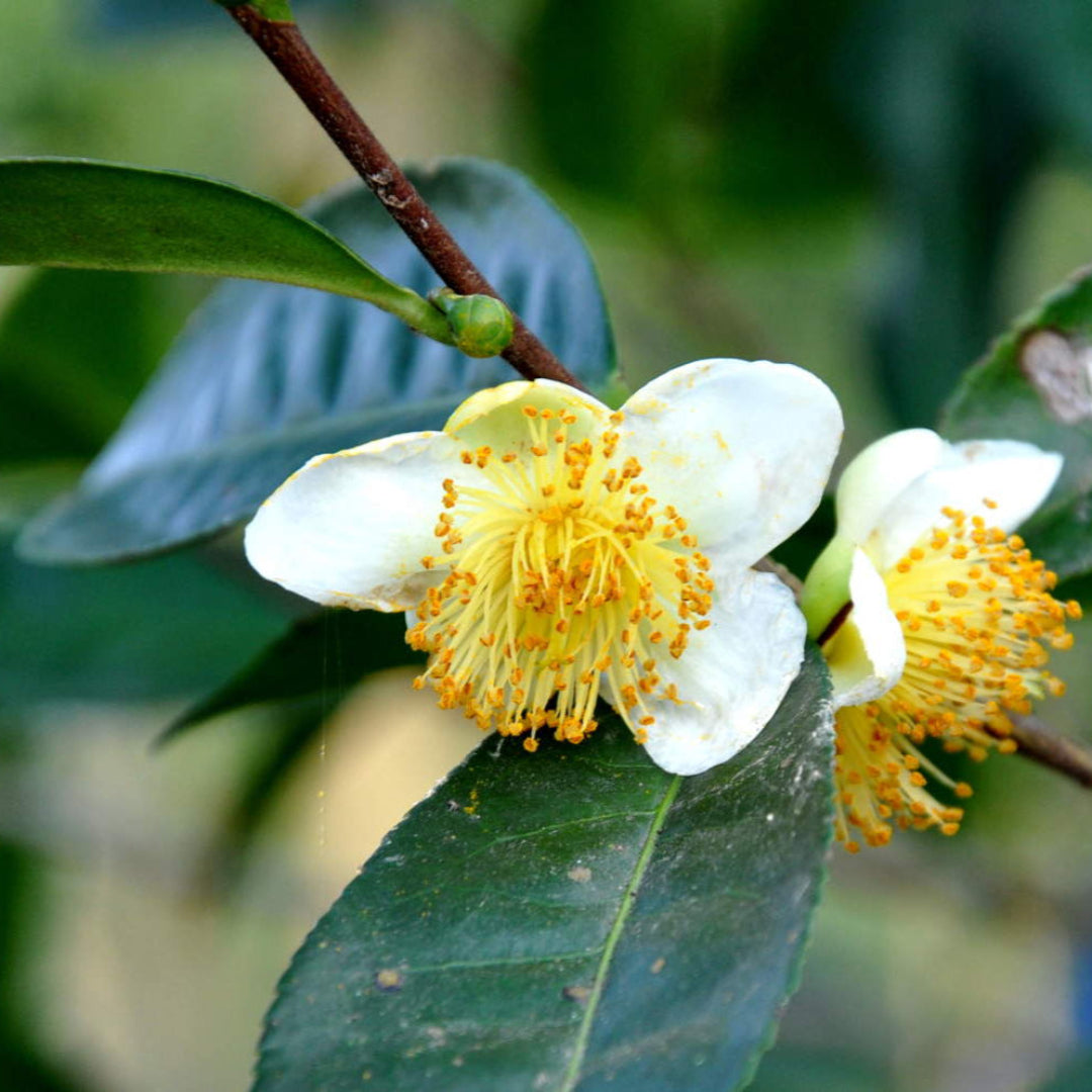 Small Leaf Tea Plant