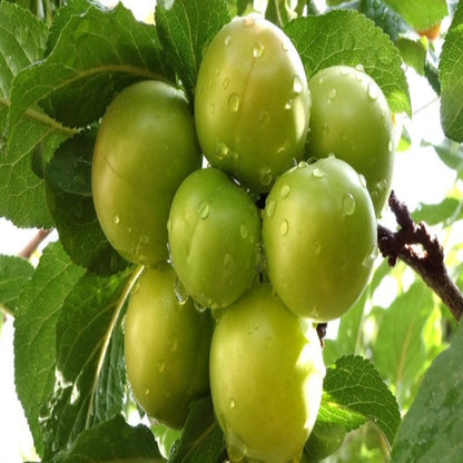 Green Gage Plum Tree Bears Large Crops of Yellowish Green