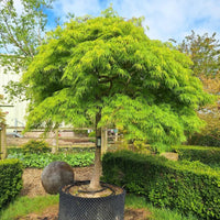Viridis Japanese Maple