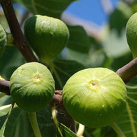 Outdoor Kadota Fig Tree bearing ripened fruits