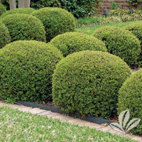 Dwarf Youpon Holly