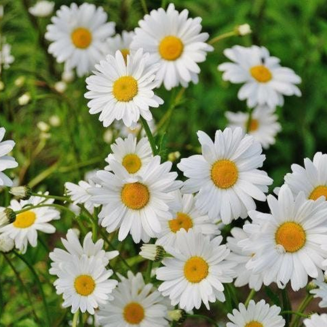 Alaska Shasta Daisy