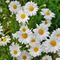Alaska Shasta Daisy