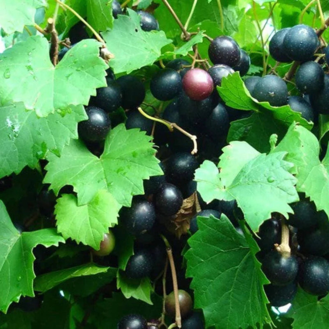 Close-up of ripe Alachua Muscadine grapes with deep purple color