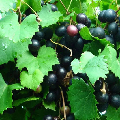 Close-up of ripe Alachua Muscadine grapes with deep purple color
