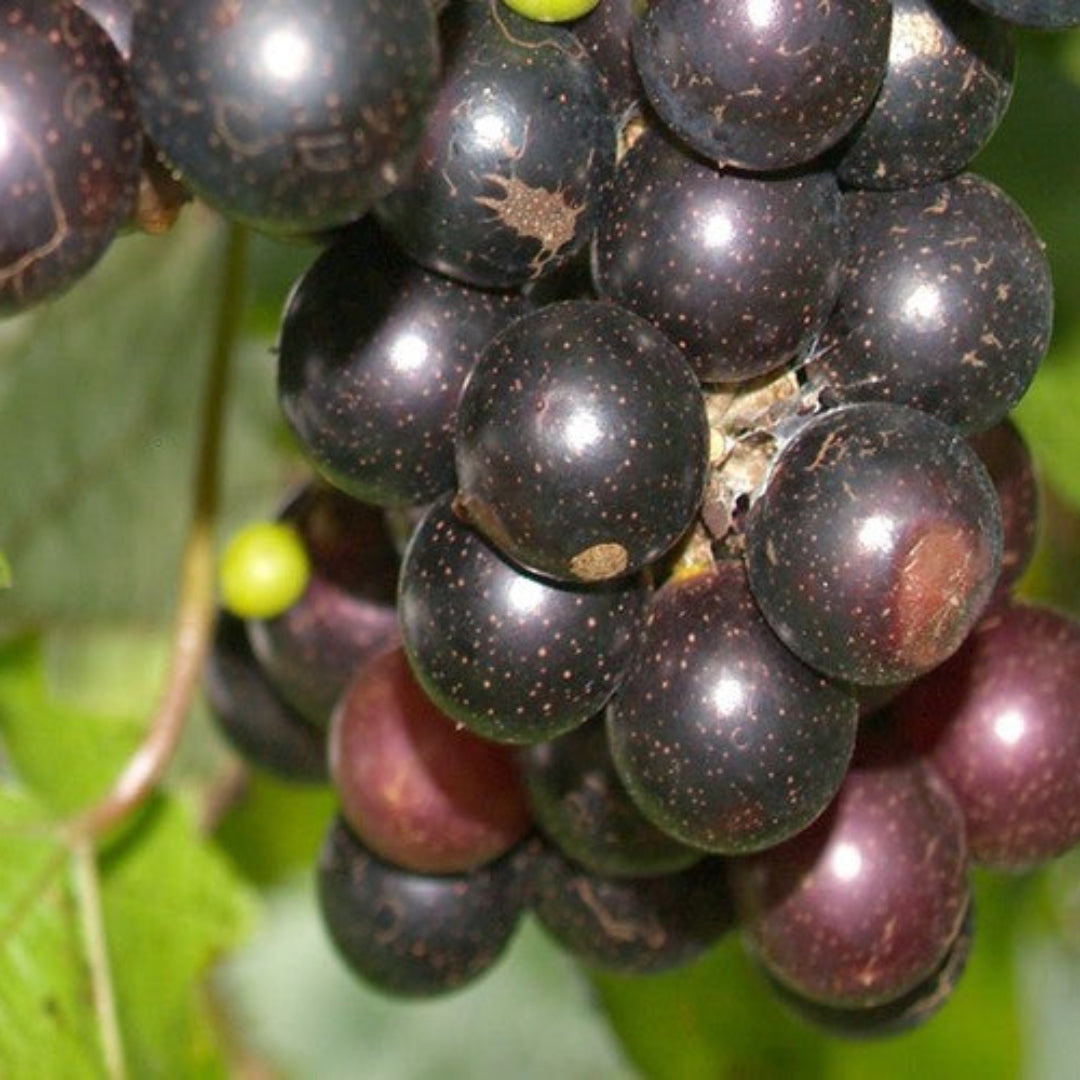 Muscadine Eudora Grape Vine