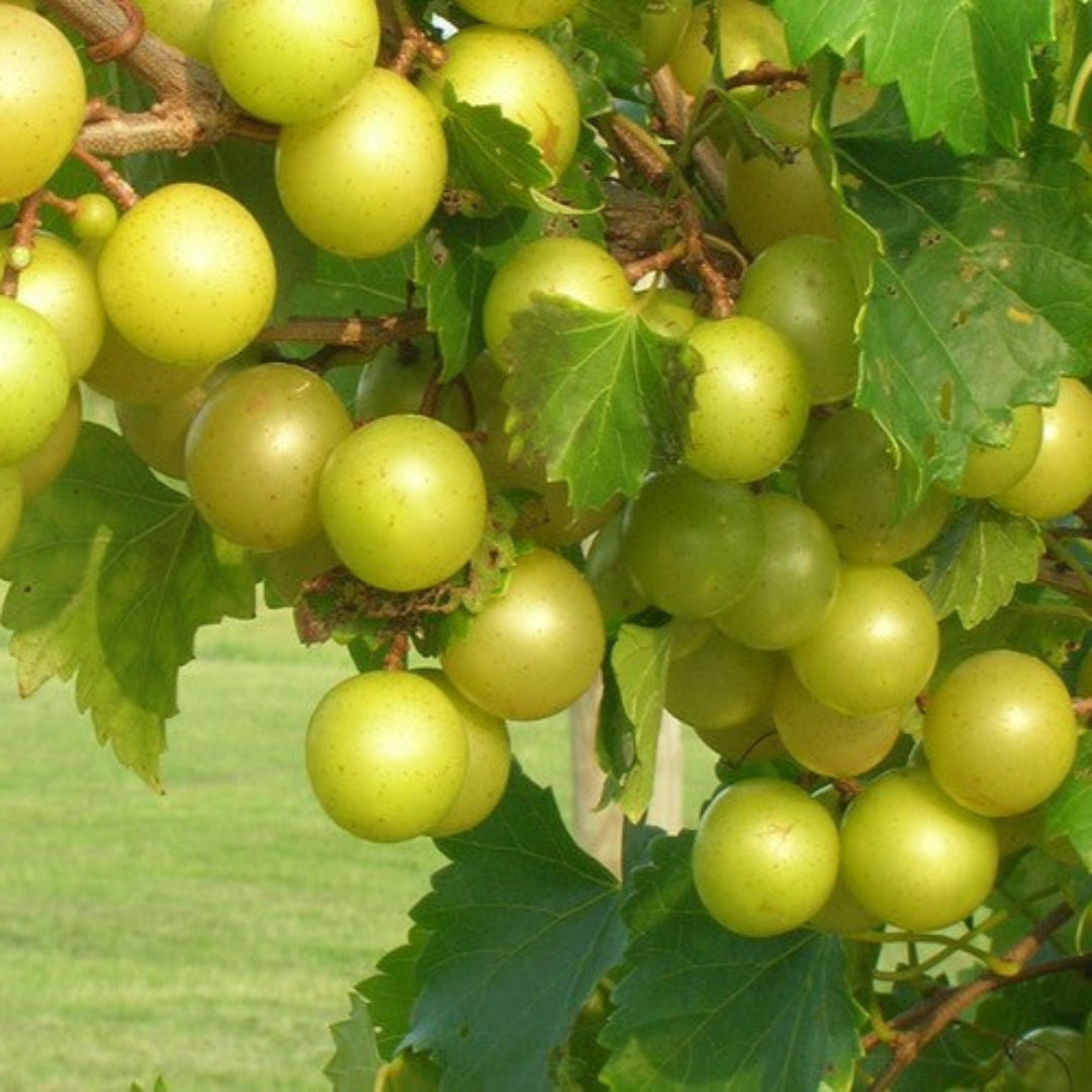 Tara Muscadine Grape Vine