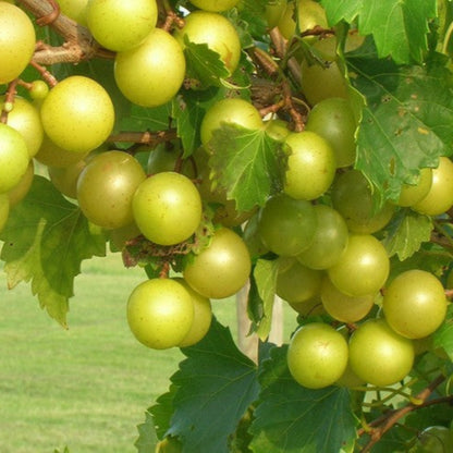 Tara Muscadine Grape Vine