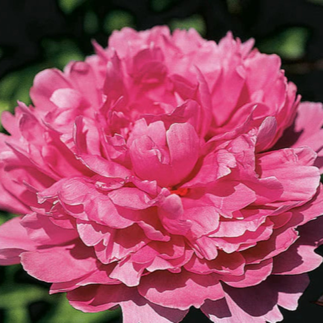 Madame Emile Debatene Double Peony