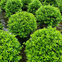 Hoogendorn Holly