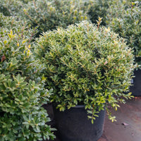 Hoogendorn Holly